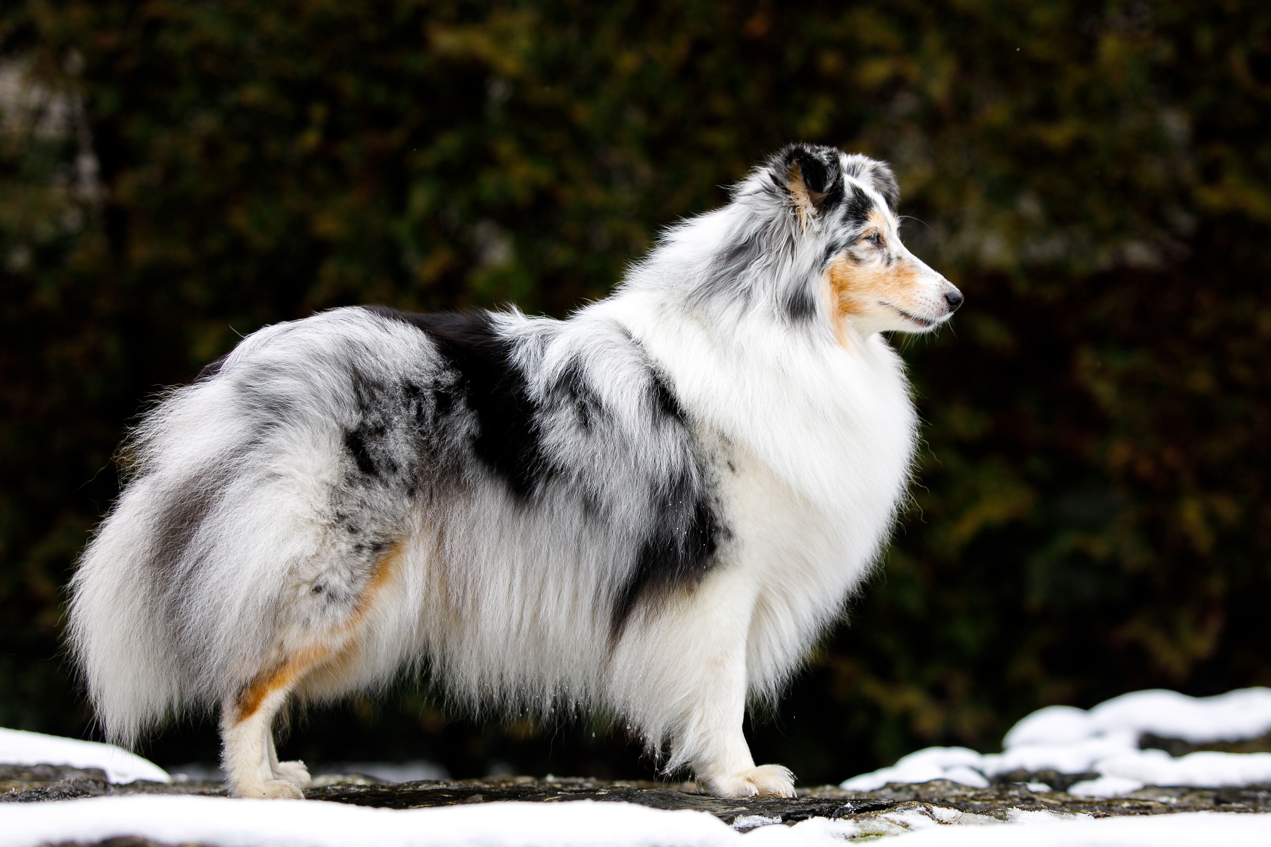 Ice Princess Maggie Van-Bery